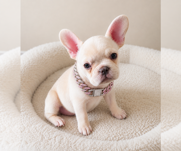 Medium Photo #2 French Bulldog Puppy For Sale in WILSON, WY, USA