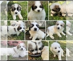 Small Photo #7 Anatolian Shepherd-Great Pyrenees Mix Puppy For Sale in OAKDALE, CA, USA