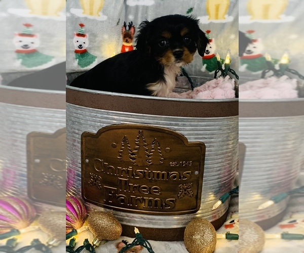 Full screen Photo #8 Cavalier King Charles Spaniel Puppy For Sale in CINCINNATI, OH, USA