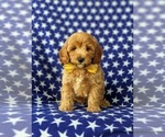 Small Photo #1 Goldendoodle (Miniature) Puppy For Sale in GLEN ROCK, PA, USA