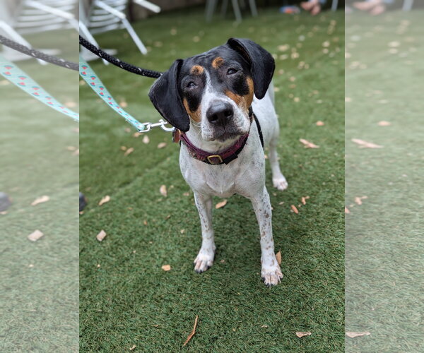Medium Photo #5 American Foxhound-Beagle Mix Puppy For Sale in Holly Springs, NC, USA