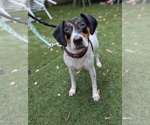 Liliana - Female American Foxhound-Beagle Mix Dog for Adoption - Photo #5