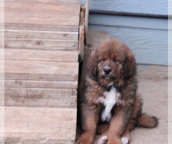 Medium Photo #5 Tibetan Mastiff Puppy For Sale in MONUMENT, CO, USA