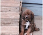 Small #4 Tibetan Mastiff