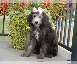 Sheepadoodle Puppy for Sale in MILLERSBURG, Ohio USA