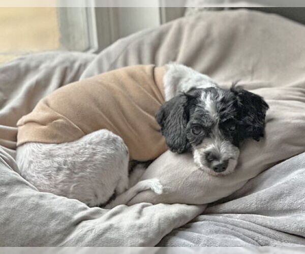 Medium Photo #4 Poodle (Toy) Puppy For Sale in Arlington, VA, USA