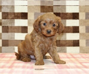 Cavapoo (Miniature) Puppy for sale in DENVER, PA, USA