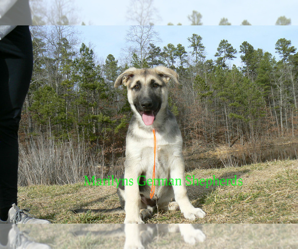 Medium Photo #1 German Shepherd Dog Puppy For Sale in PIEDMONT, MO, USA