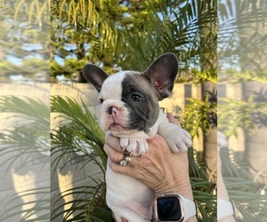 French Bulldog Puppy for Sale in FONTANA, California USA