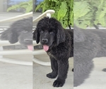 Puppy Hank Newfoundland
