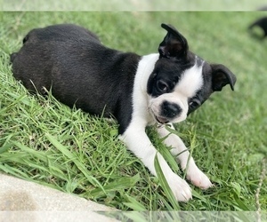 Boston Terrier Puppy for sale in WASHBURN, MO, USA