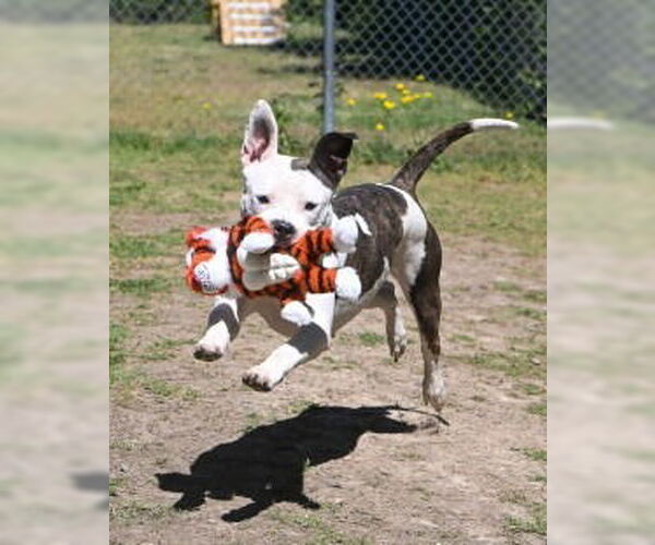 Medium Photo #9 American Pit Bull Terrier Puppy For Sale in Glen Allen, VA, USA