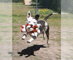 Small #8 American Pit Bull Terrier