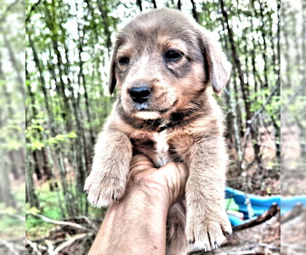 Medium Photo #1 Border Collie Puppy For Sale in Rutherfordton, NC, USA
