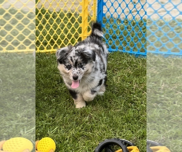 Medium Photo #1 Australian Shepherd-Miniature Australian Shepherd Mix Puppy For Sale in PETERSBURG, IL, USA