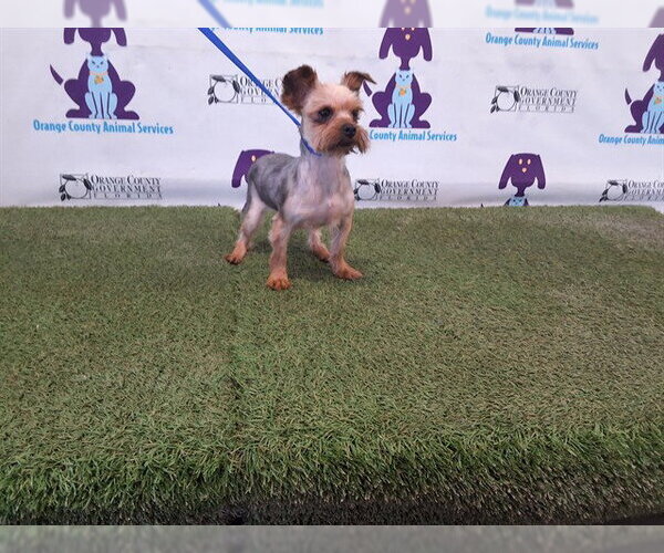 Medium Photo #1 Mutt Puppy For Sale in Orlando, FL, USA