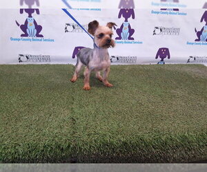 Mutt Dogs for adoption in Orlando, FL, USA