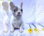 Small Photo #5 French Bulldog Puppy For Sale in ROCK STREAM, NY, USA
