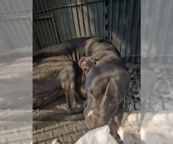 Medium Photo #1 American Staffordshire Terrier-Unknown Mix Puppy For Sale in San Antonio, TX, USA