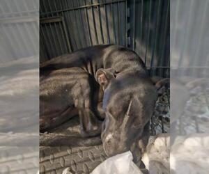 American Staffordshire Terrier-Unknown Mix Dogs for adoption in San Antonio, TX, USA