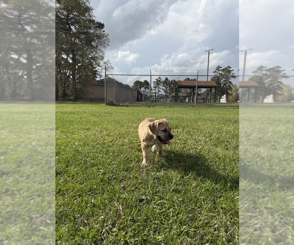 Medium Photo #12 Cane Corso-Mastiff Mix Puppy For Sale in NEW CANEY, TX, USA