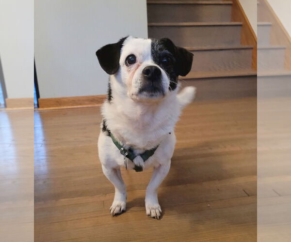 Medium Photo #3 Chug Puppy For Sale in Princeton, MN, USA