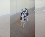 Small #2 Siberian Husky Mix