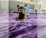 Small #2 French Bulldog