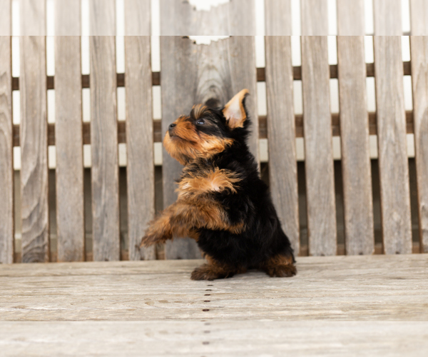 Medium Photo #12 Yorkshire Terrier Puppy For Sale in NAPPANEE, IN, USA