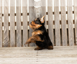 Small #11 Yorkshire Terrier