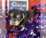 Small Photo #13 Yorkshire Terrier Puppy For Sale in AKRON, OH, USA