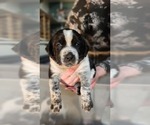 Small Photo #5 Australian Cattle Dog-Labrador Retriever Mix Puppy For Sale in PORTLAND, OR, USA
