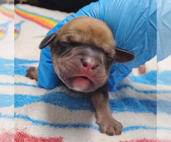 Medium Photo #4 Mutt Puppy For Sale in Holly Springs, NC, USA