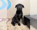 Small Mutt