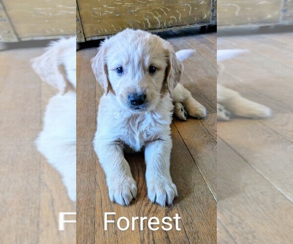 Medium Photo #8 Golden Retriever Puppy For Sale in PAMPLIN, VA, USA