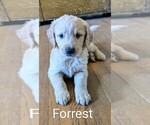 Small #7 Golden Retriever