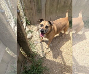 Labrador Retriever-Unknown Mix Dogs for adoption in Jackson, MS, USA