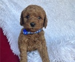 Small Photo #9 Goldendoodle (Miniature) Puppy For Sale in SAN FERNANDO, CA, USA