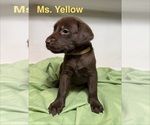Puppy Ms Yellow Labrador Retriever