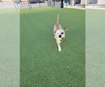 Small #14 Boxer Mix
