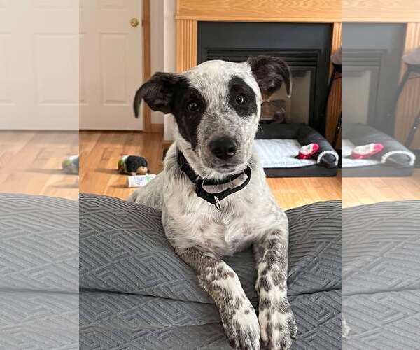 Medium Photo #3 Mutt Puppy For Sale in pomfret, CT, USA