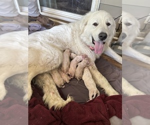Mother of the Great Pyrenees puppies born on 04/02/2026