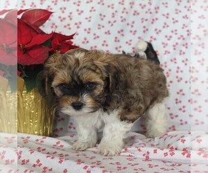 Havashu-Poodle (Miniature) Mix Puppy for sale in QUARRYVILLE, PA, USA