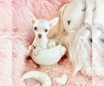 Hand delivery - Female Chihuahua Puppy for Sale - Photo #19