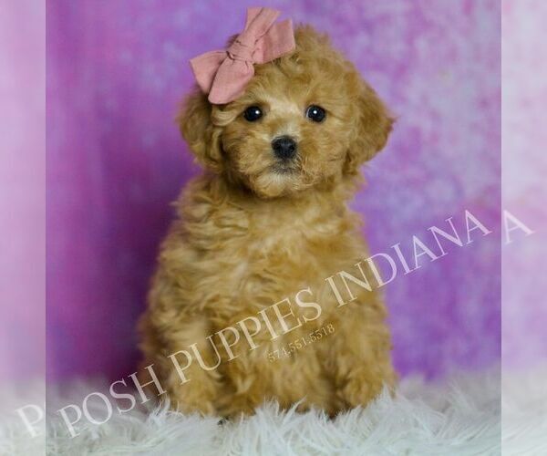 Medium Photo #92 Poodle (Toy) Puppy For Sale in WARSAW, IN, USA