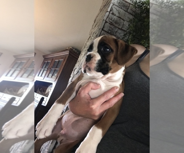Medium Photo #1 Boxer Puppy For Sale in LINESVILLE, PA, USA