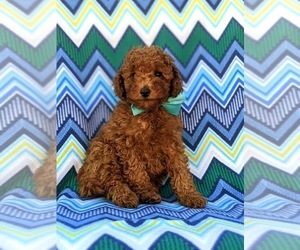 Cavapoo Puppy for sale in QUARRYVILLE, PA, USA