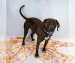 Small #4 Mutt