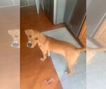 Small #1 Mutt