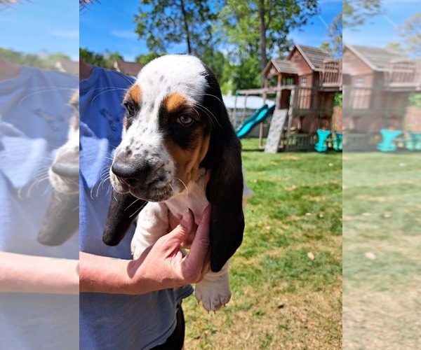 Medium Photo #7 Basset Hound Puppy For Sale in S CHESTERFLD, VA, USA